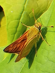 Ochlodes sylvanus