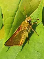 Ochlodes sylvanus
