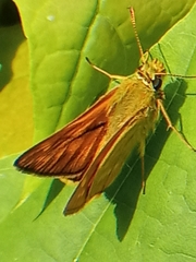 Ochlodes sylvanus