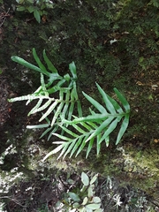 Microsorum novae-zealandiae