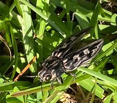 Chalcophora virginiensis