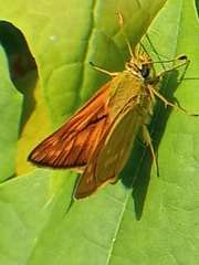 Ochlodes sylvanus