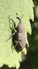 Sphenophorus callosus