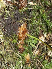 Microsorum novae-zealandiae