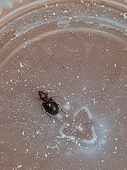 Carabidae
