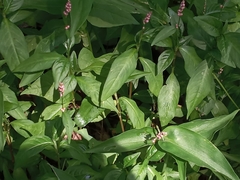 Persicaria