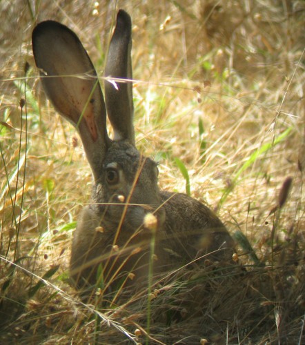 Lepus californicus