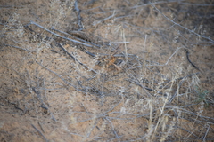 Galeodes araneoides