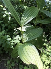 Veratrum californicum