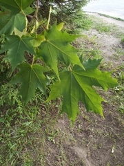 Acer platanoides