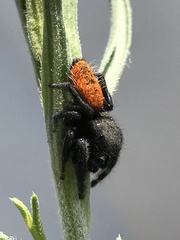 Phidippus ardens