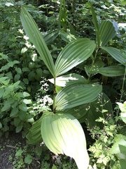 Veratrum californicum