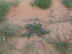 Onosma setosa