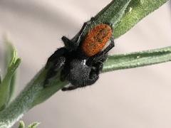 Phidippus ardens