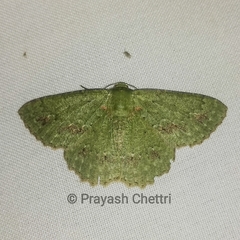 Herochroma viridaria