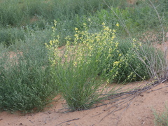 Erysimum siliculosum