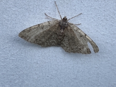 Aethalura intertexta