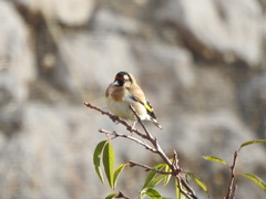 Carduelis carduelis
