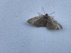 Aethalura intertexta