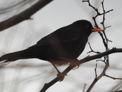 Turdus merula