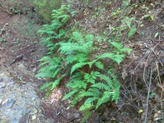 Polystichum braunii
