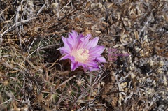 Echinofossulocactus zacatecasensis