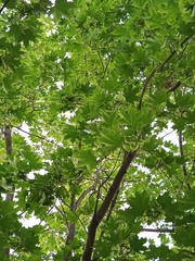 Acer platanoides