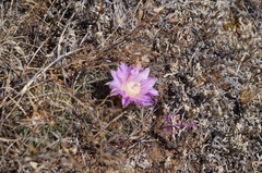 Echinofossulocactus zacatecasensis