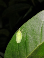 Chloronana