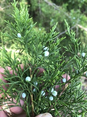 Juniperus virginiana