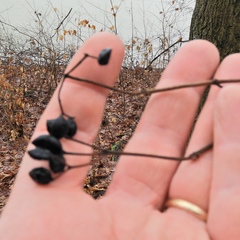 Viburnum acerifolium