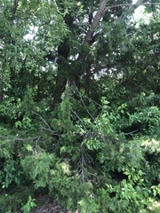 Juniperus virginiana