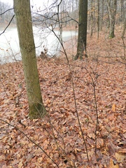 Viburnum acerifolium