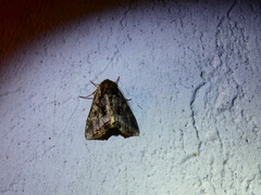 Euplexia benesimilis
