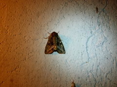 Euplexia benesimilis