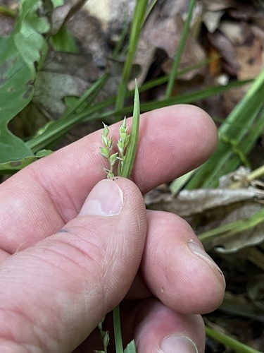 Image of Carex leptonervia by (c) Summit Metro Parks, some rights reserved (CC BY)