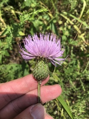 Cirsium texanum