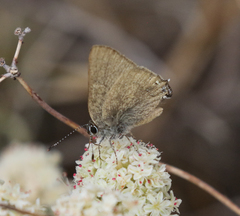 Satyrium auretorum