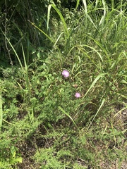 Cirsium texanum