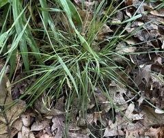 Carex willdenowii