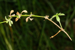 Galium pumilum