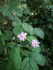 Rubus orthostachys