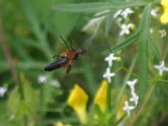 Oedemera podagrariae