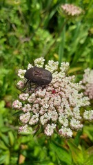 Protaetia morio