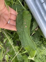 Symphytum officinale