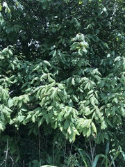 Prunus mexicana