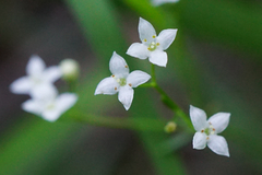 Galium pumilum