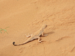 Phrynocephalus guttatus