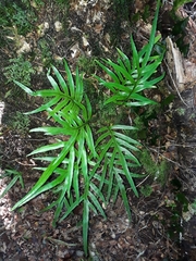 Microsorum novae-zealandiae