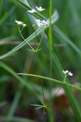 Galium pumilum